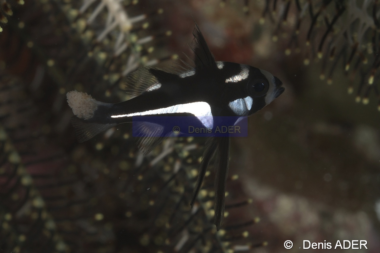 Malformation ou parasite Macolor macularis juv Wangi Wangi Island-9m-20180601-Denis-ADER-DSC_3112_tn.jpg